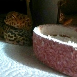 Leopard gecko lounging