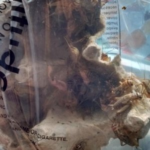 The healthiest staple for your reptiles,50 Large crickets!