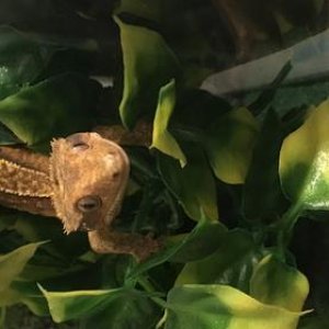 Yoshi