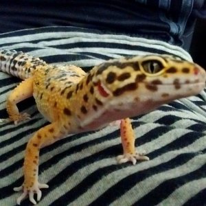 Meet ruby, a hypo lavender leopard gecko!