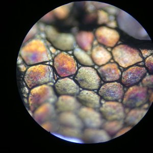 Skin cells and pigmentation