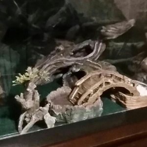 Adult tank