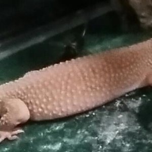 Adult 1st leo