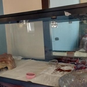 40 gallon breeder in which Im currently housing 3 leos