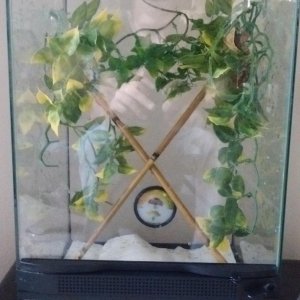 18x36 zoo med crested gecko tropical terrarium,home to 2 crested geckos