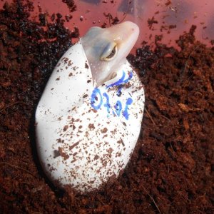 Baby Hatching