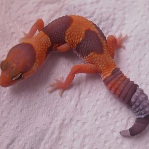 Fat tailed gecko