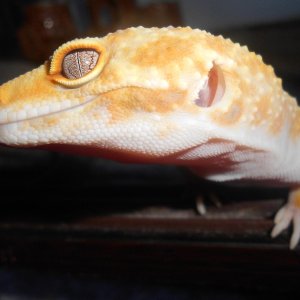 Sunglow female