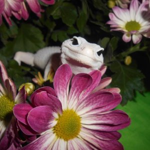 SS Blizzard male