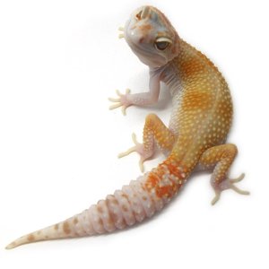 TA female