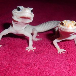 SS Blizzard male and WY TA female