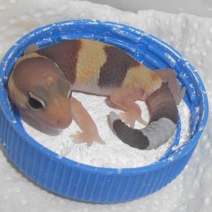fat tailed gecko