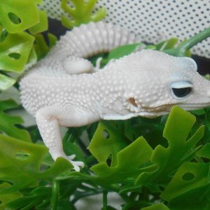 SS Blizzard male