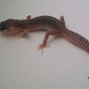 SS Enigma male