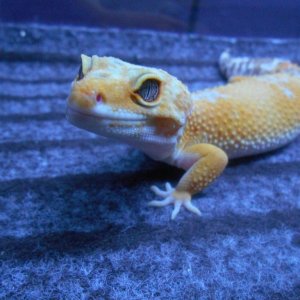 Sunglow female