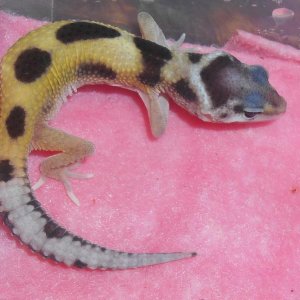 Stripe female