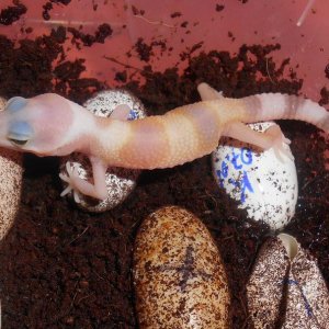Baby Hatching