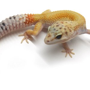Hypo WY female