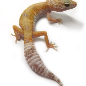 TA female