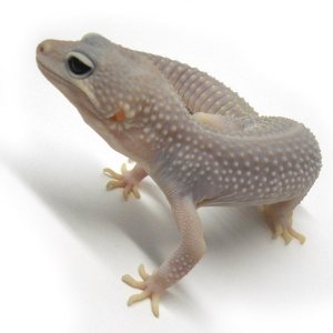 SS Blizzard male