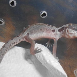 Mack Snow patternless