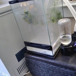 12x12x18 zoo med tropical terrarium home to two juvenile new caledonian geckos.
With zoo meds repti fogger(distilled water only)
Humidifier is used 10