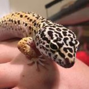 Taro
