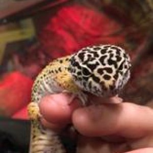 Taro