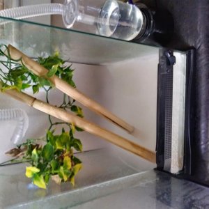 Open vivarium view
With bamboo