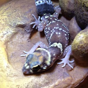 gecko1