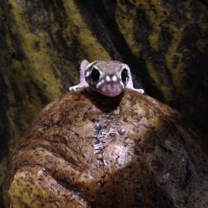 gecko 3