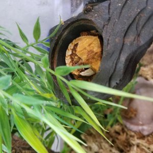Niehle sleeping in the food dish