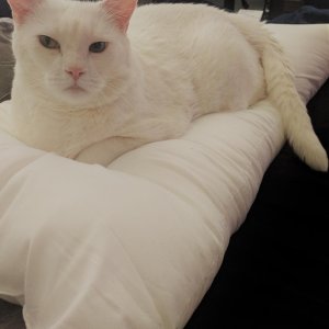 Kichi's Pusheen impersonation.