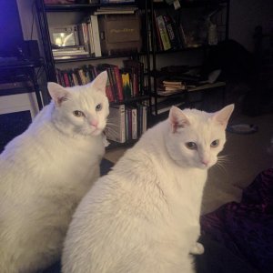 They are always doing everything in unison. It's kind of like the village of the damned.