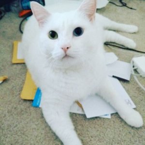 Helping me sort the mail
