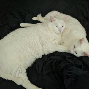 Cat or warm pillow?