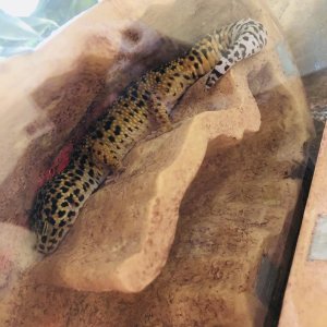 Leia sleeping in her fav reptile den