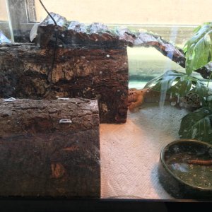 under that log where he is is his under-tank heating pad, which is taped to the bottom of the tank. that wire is for the thermometer, so I can monitor