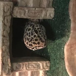 “Do you have food for me?”