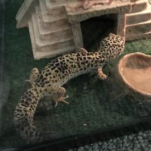“Fattening up!”