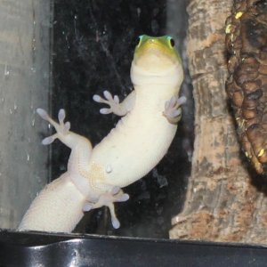 Methinks Kunu is a boy