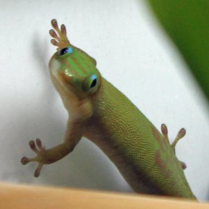 Kunu Profile 1