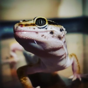 His eye! Always thought this looked pretty cool.