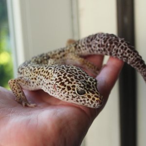 Fossil - my new leopard gecko.