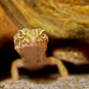 Spot and Scratch - peeking out