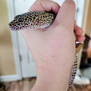 fossilgecko