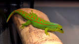 phelsuma guimbeaui guimbeaui