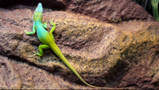Anolis allisoni male