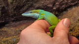 Anolis allisoni male
