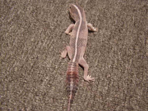 Before shedding